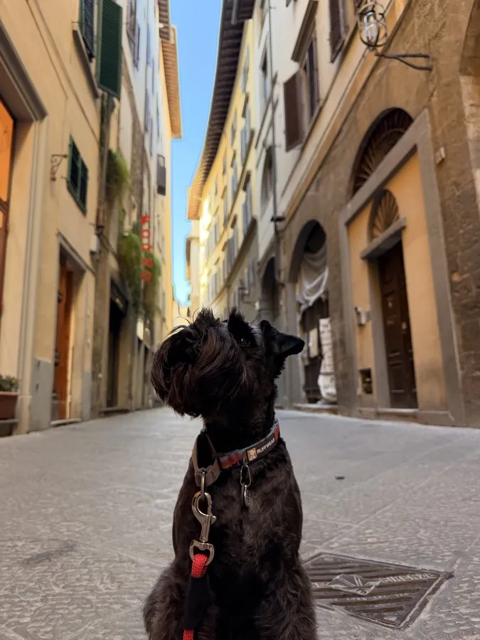 Blue, a black mini schnauzer, sitting in a narrow Florence street